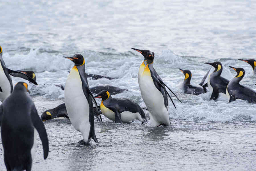 Pingüino Rey - islas Georgias del Sur 088.jpg